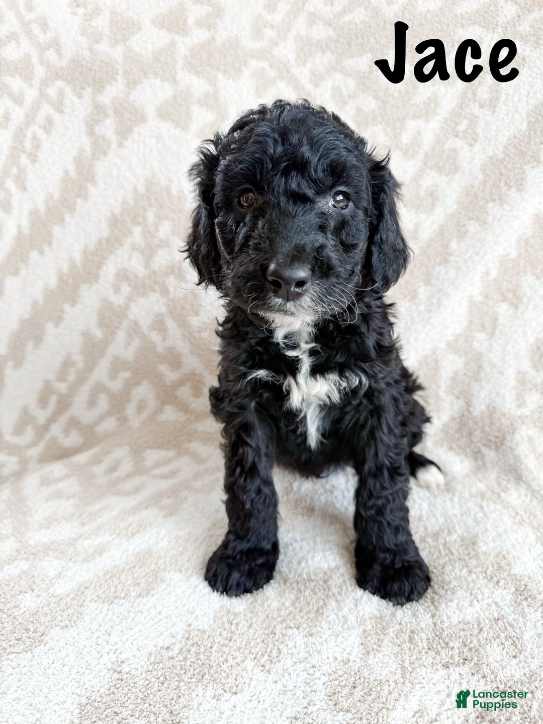 Aussiedoodle dogs for sale: Jace - Ad 3