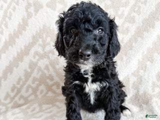 Aussiedoodle dogs Jace - Ad 24