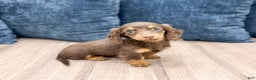 Miniature Dachshund dogs for sale: Cupcake - Ad 4