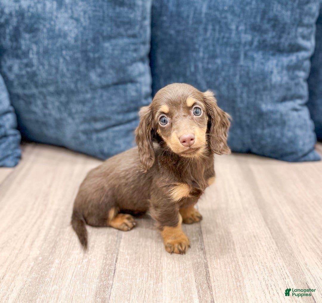 Miniature Dachshund dogs for sale: Cupcake - Ad 4