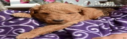 Mini Goldendoodle dogs for sale: Dani Mini Goldendoodle 5 - Ad 5