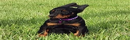 Doberman Pinscher dogs for sale: Sheba  - Ad 1