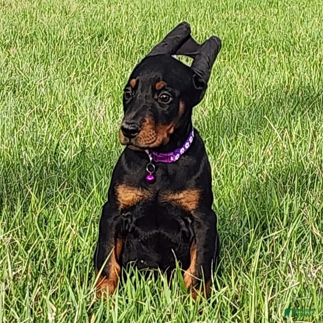 Doberman Pinscher dogs for sale: Sheba  - Ad 1