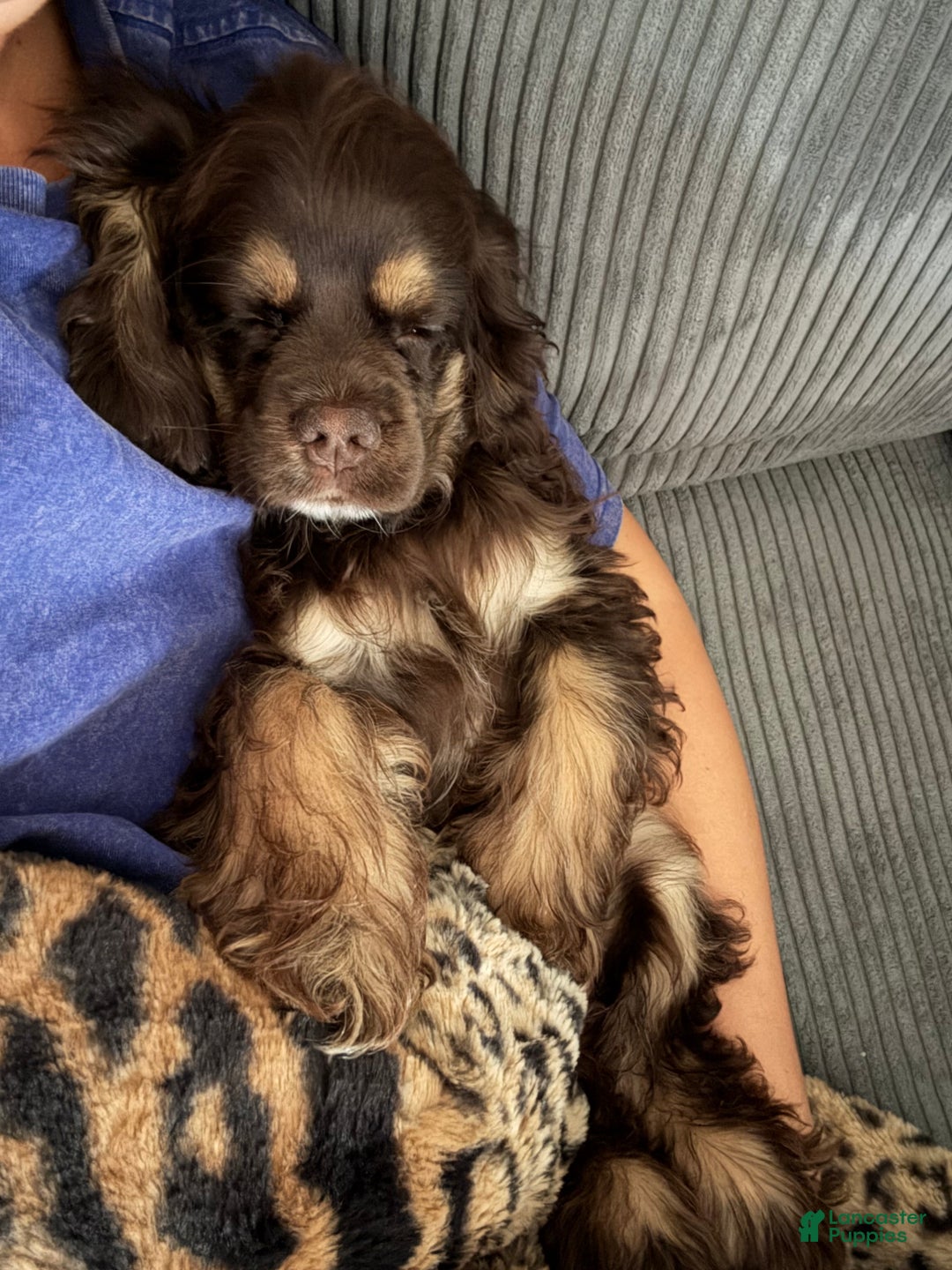 Cocker Spaniel dogs for sale: Cocker Spaniel Puppy 6 - Ad 5