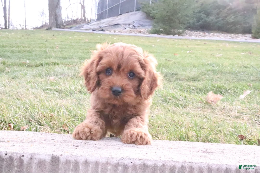 Cavapoo dogs for sale: Cooper - Ad 1