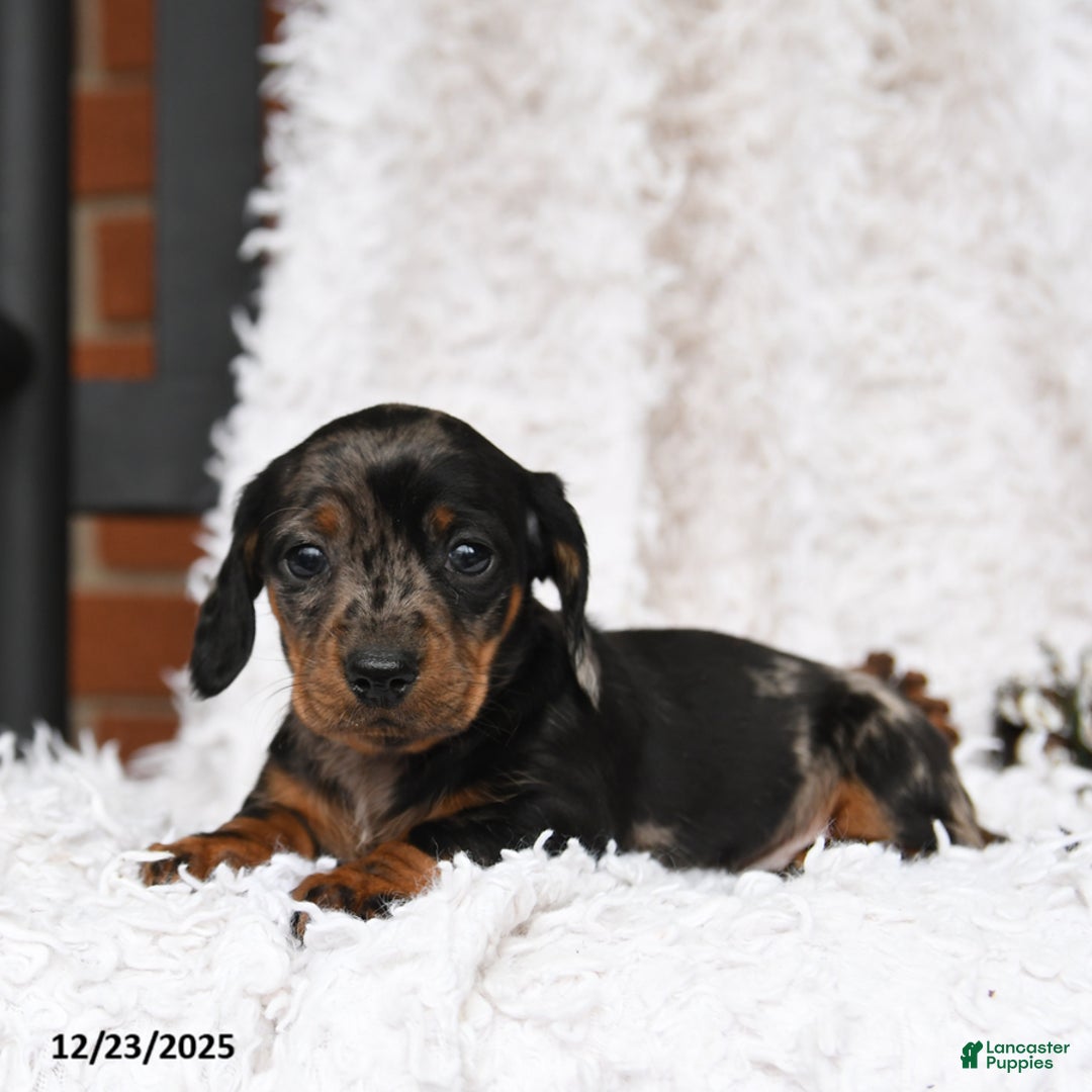 Miniature Dachshund dogs for sale: Dot  - Ad 2