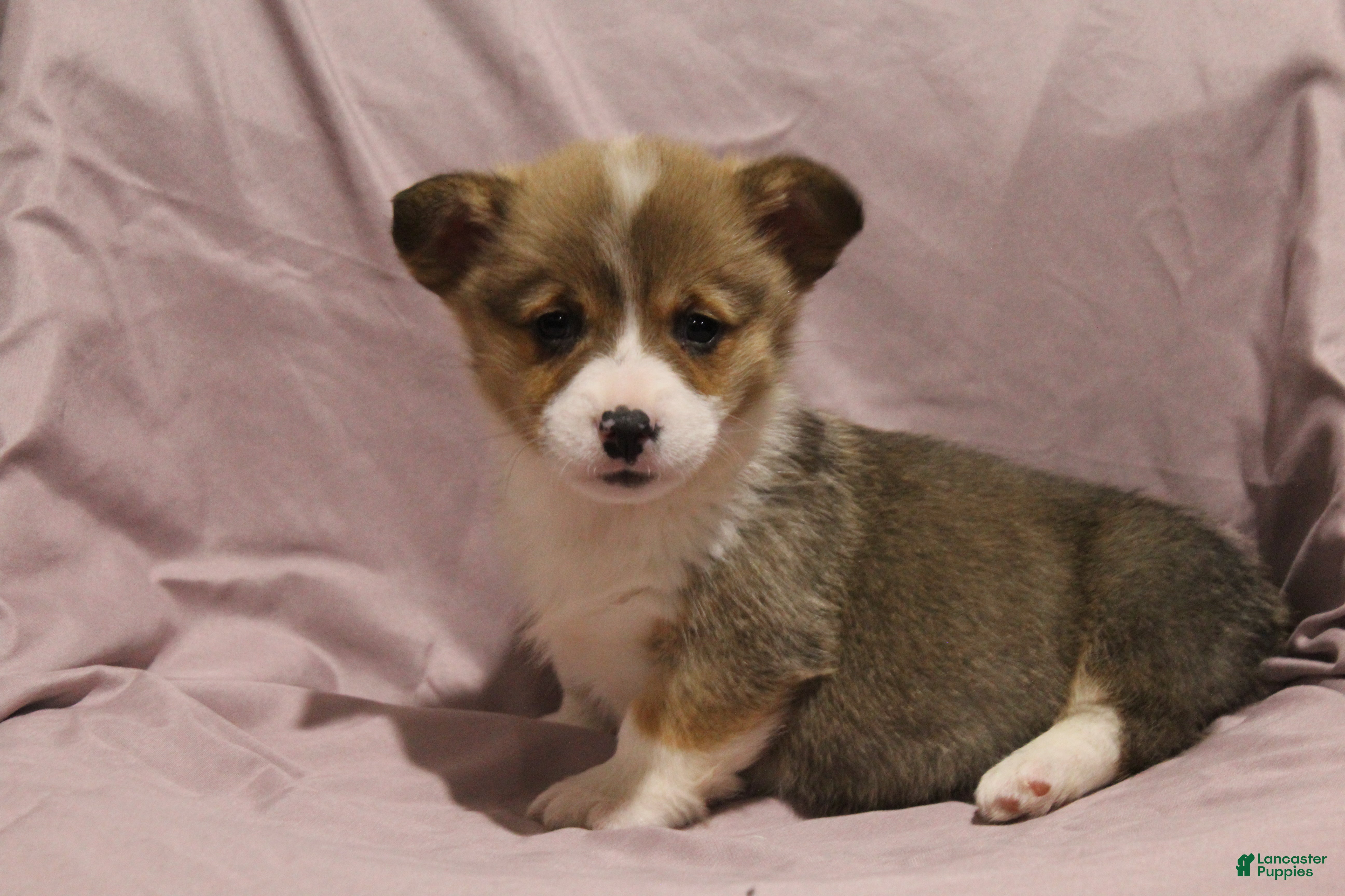 Welsh Corgi Pembroke dogs Milo - Ad 26