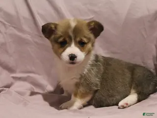 Welsh Corgi Pembroke dogs Milo - Ad 26