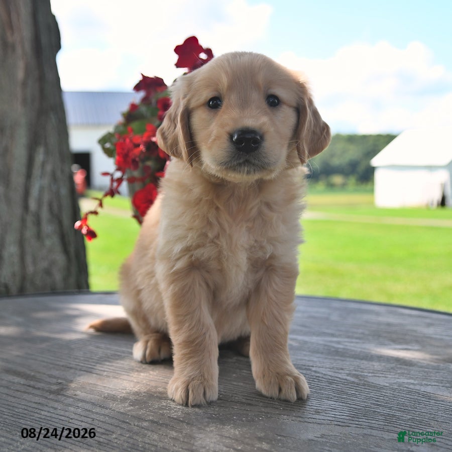 Golden Retriever dogs Tawny - Ad 1