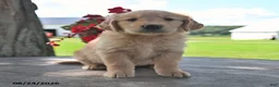 Golden Retriever dogs for sale: Tawny - Ad 1