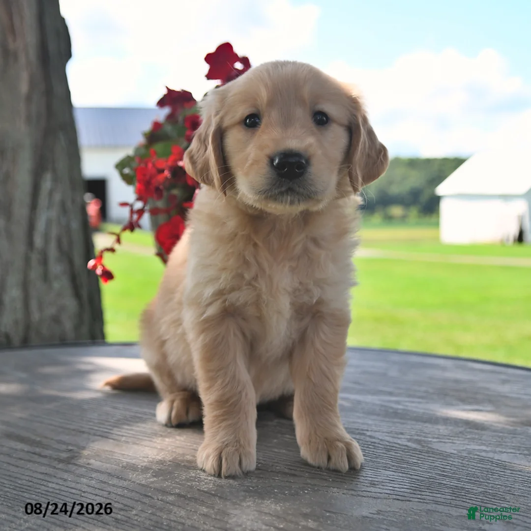 Golden Retriever dogs for sale: Tawny - Ad 1