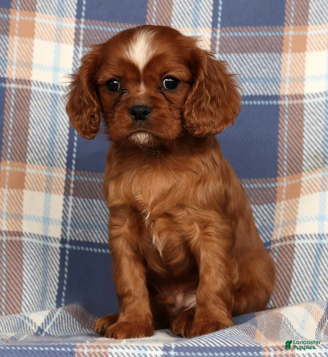 Cavalier King Charles Spaniel dogs for sale: Cody - Ad 4