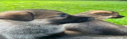 German Shepherd dogs for sale: Shadow - Ad 46
