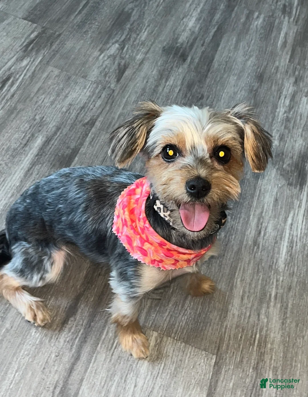 Yorkshire Terrier dogs for sale: Yorkshire Terrier Puppy 1 - Ad 5