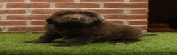 Newfoundland dogs for sale: Dexter - Ad 3
