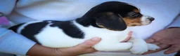Beagle dogs for sale: Ollie Belle - Ad 10