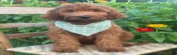 Irish Doodle dogs for sale: Franklin - Ad 6
