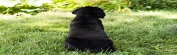 Cane Corso dogs for sale: Monte - Ad 6