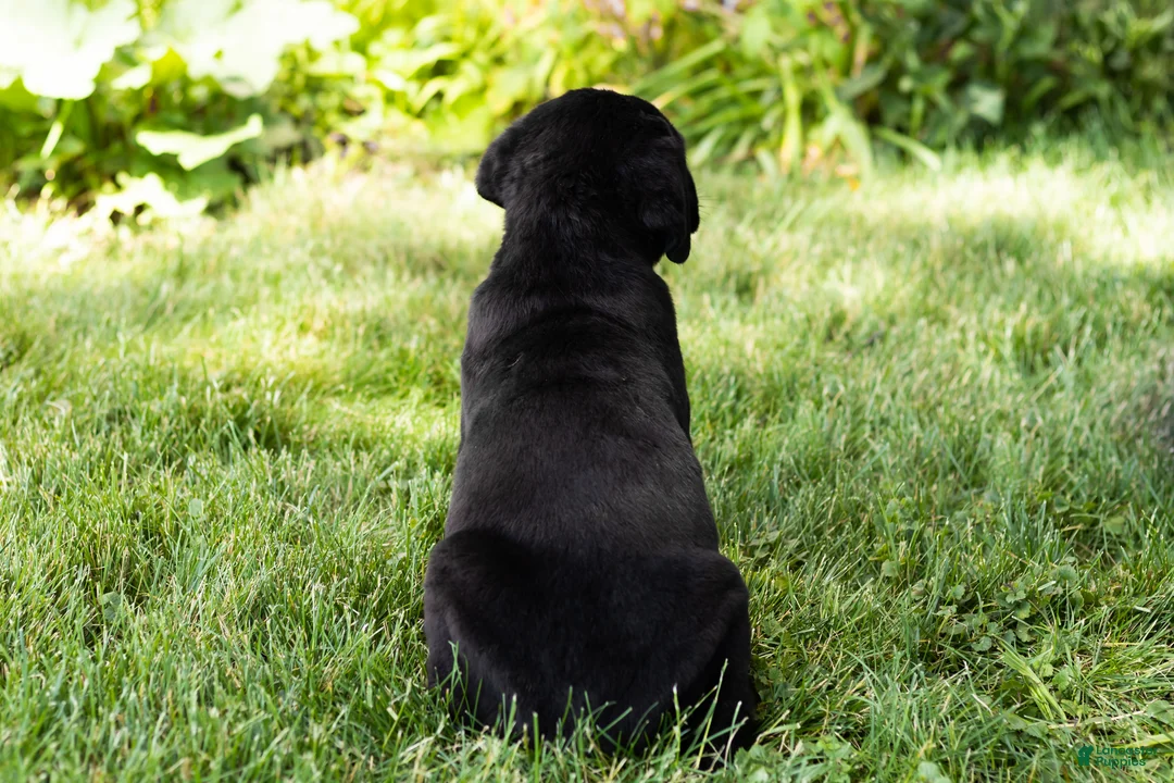 Cane Corso dogs for sale: Monte - Ad 6