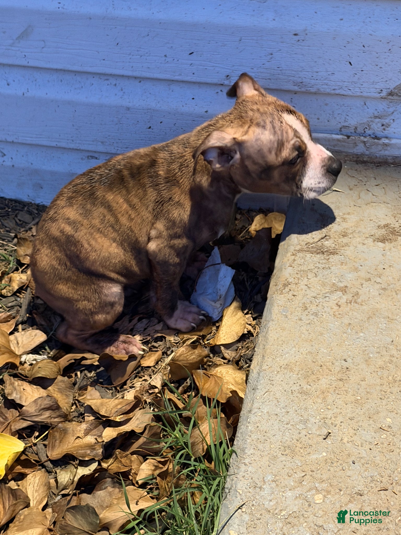American Bully dogs for sale: Vixen - Ad 3
