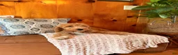 Goldendoodle dogs for sale: Graham - Ad 2