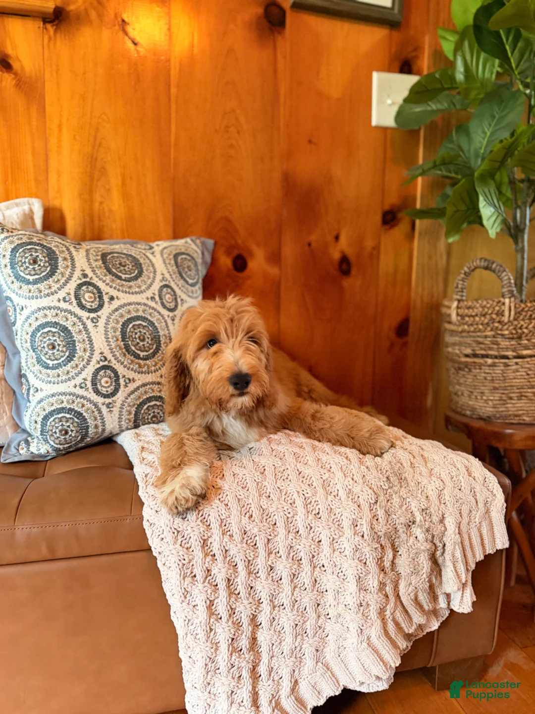 Goldendoodle dogs for sale: Graham - Ad 2