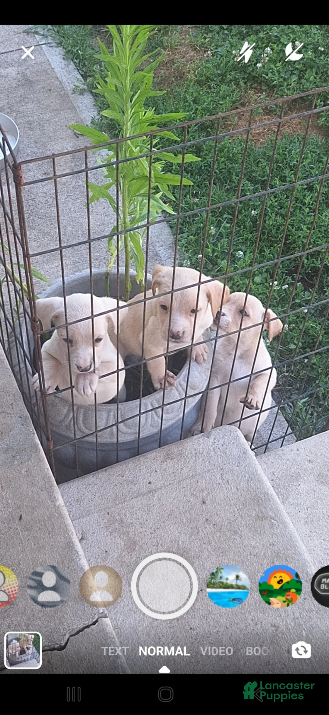 Golden Retriever dogs for sale: Golden Retriever 1 - Ad 3