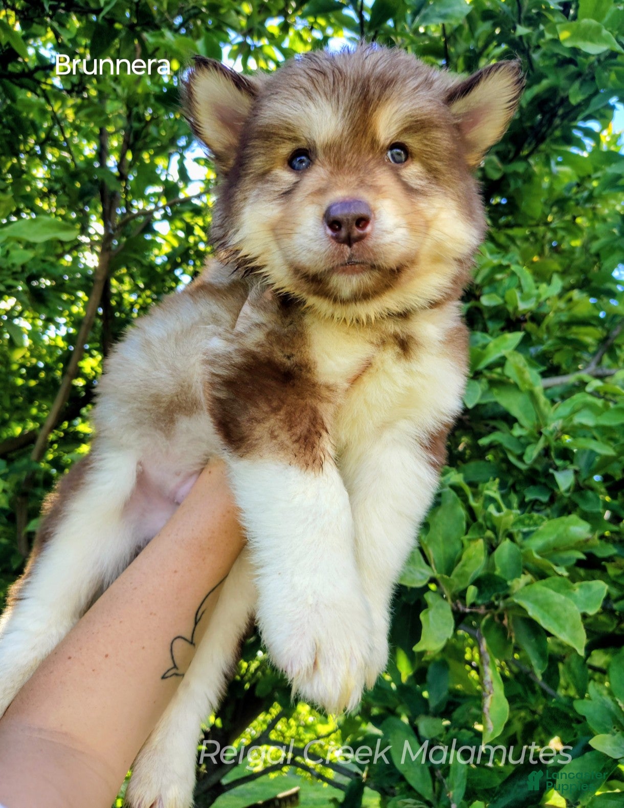 Alaskan Malamute dogs Brunnera - Ad 1