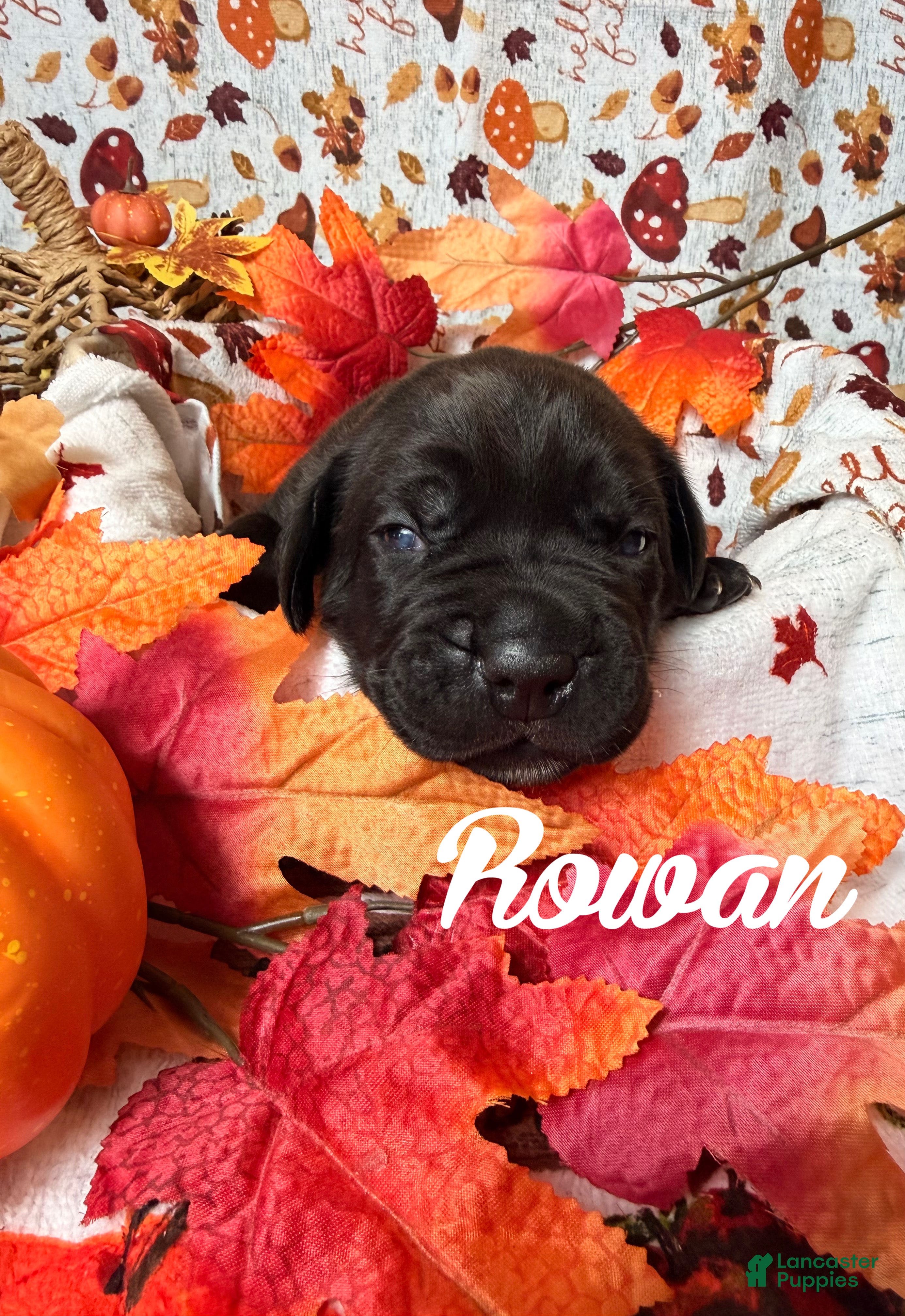 Cane Corso dogs Rowan  - Ad 1