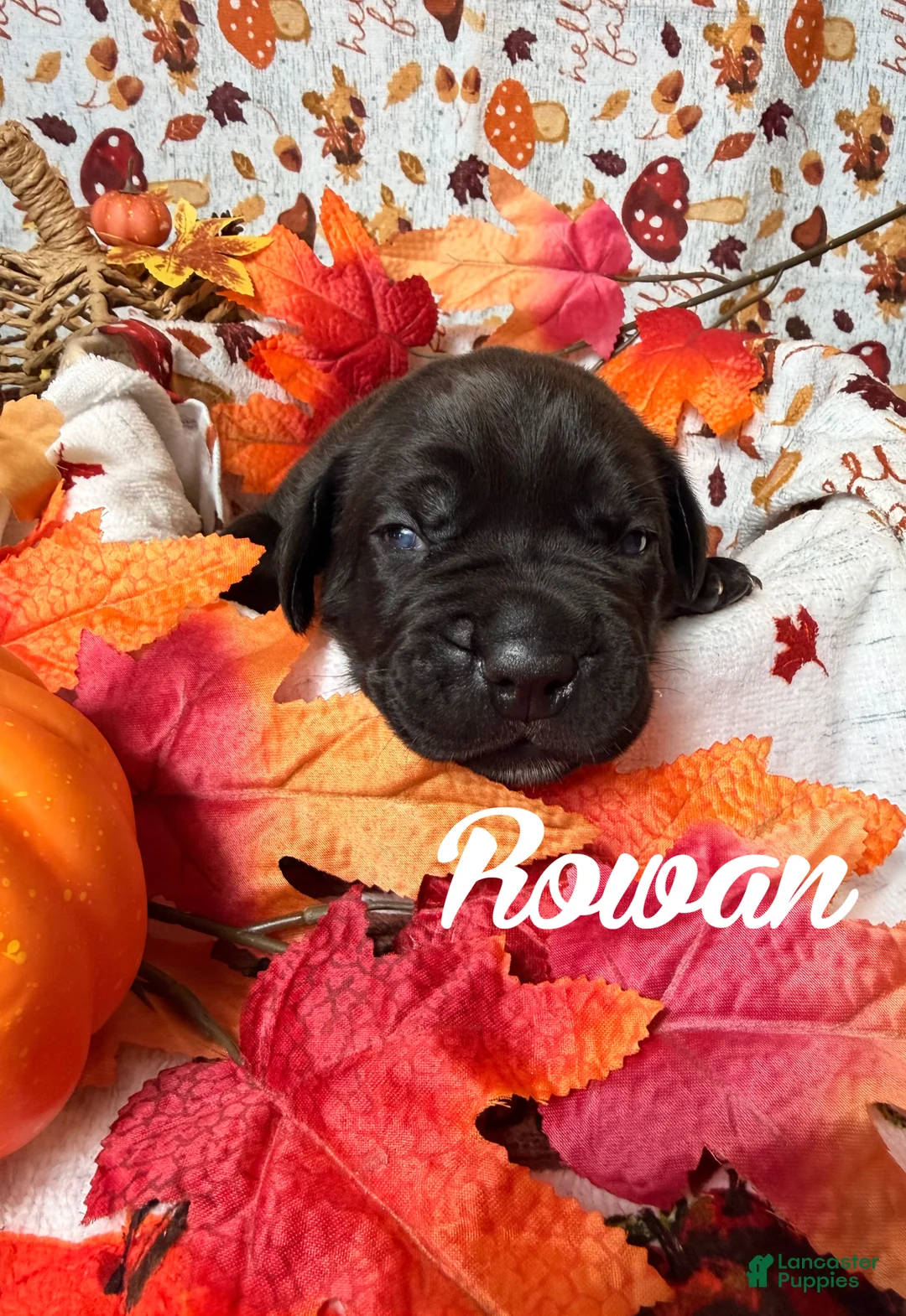 Cane Corso dogs for sale: Rowan  - Ad 1