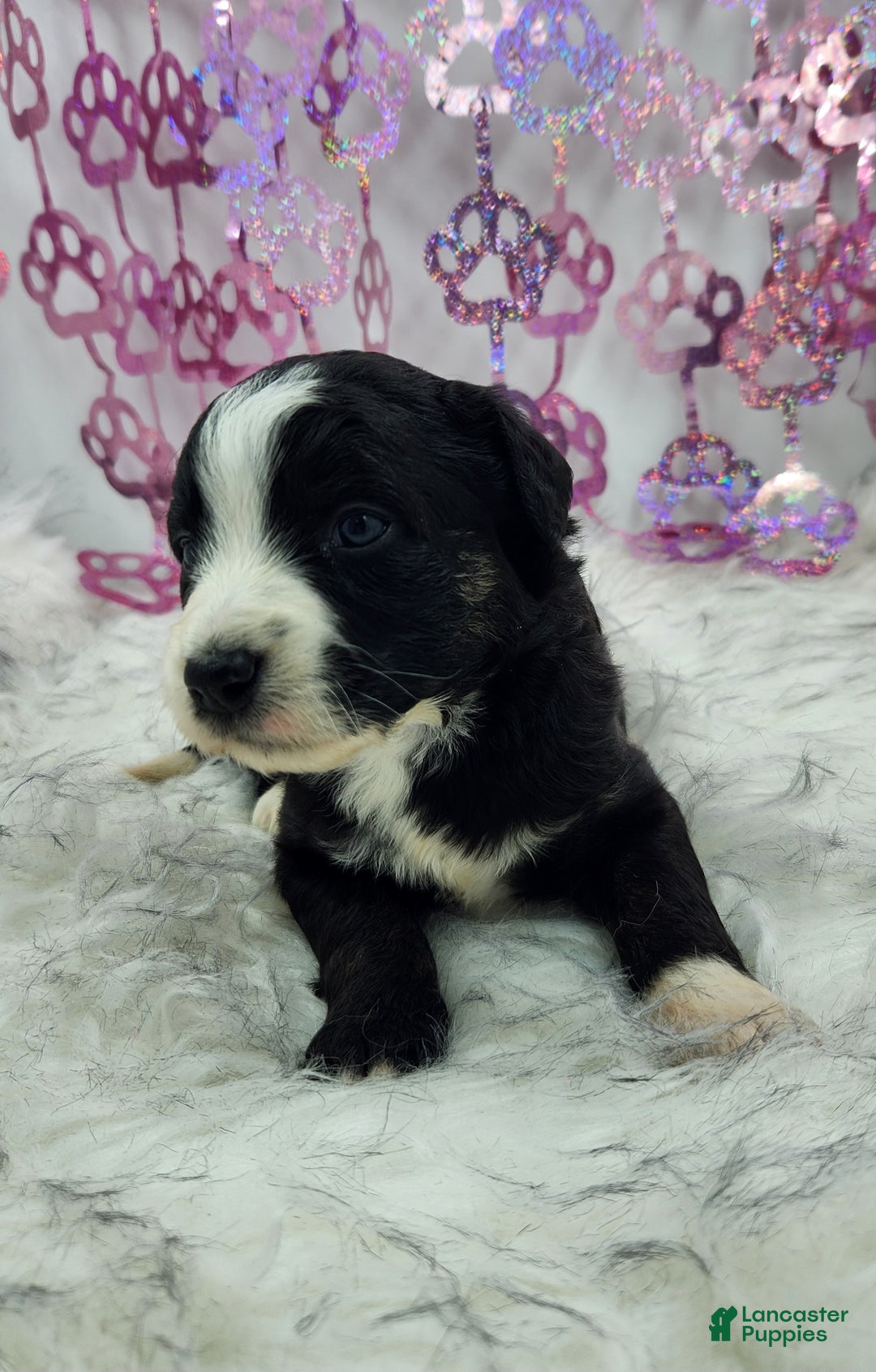 Mini Aussiedoodle dogs for sale: Mini Aussiedoodle Puppy 4 - Ad 3