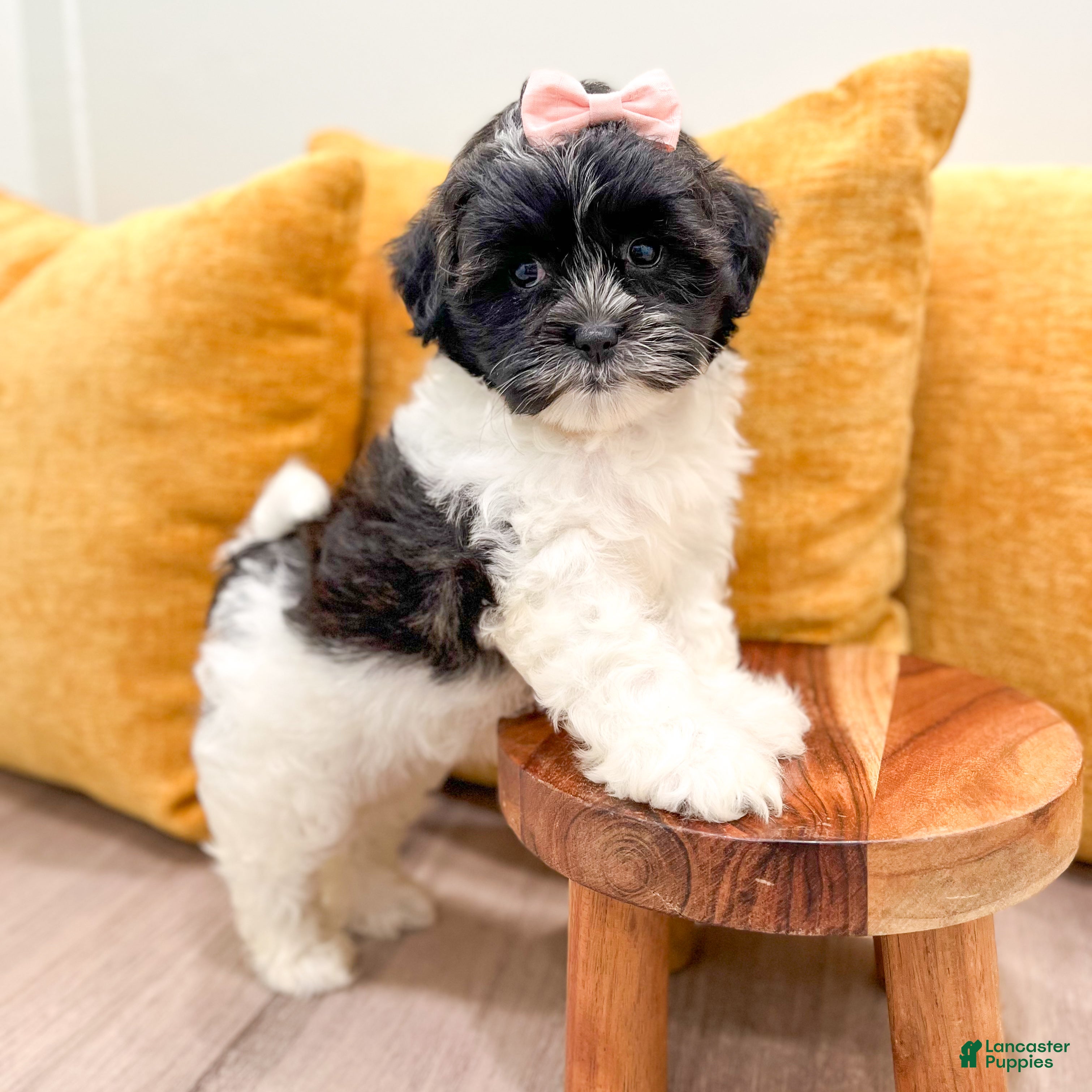 Shihpoo dogs Queenie - Ad 2