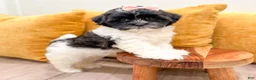 Shihpoo dogs for sale: Queenie - Ad 2