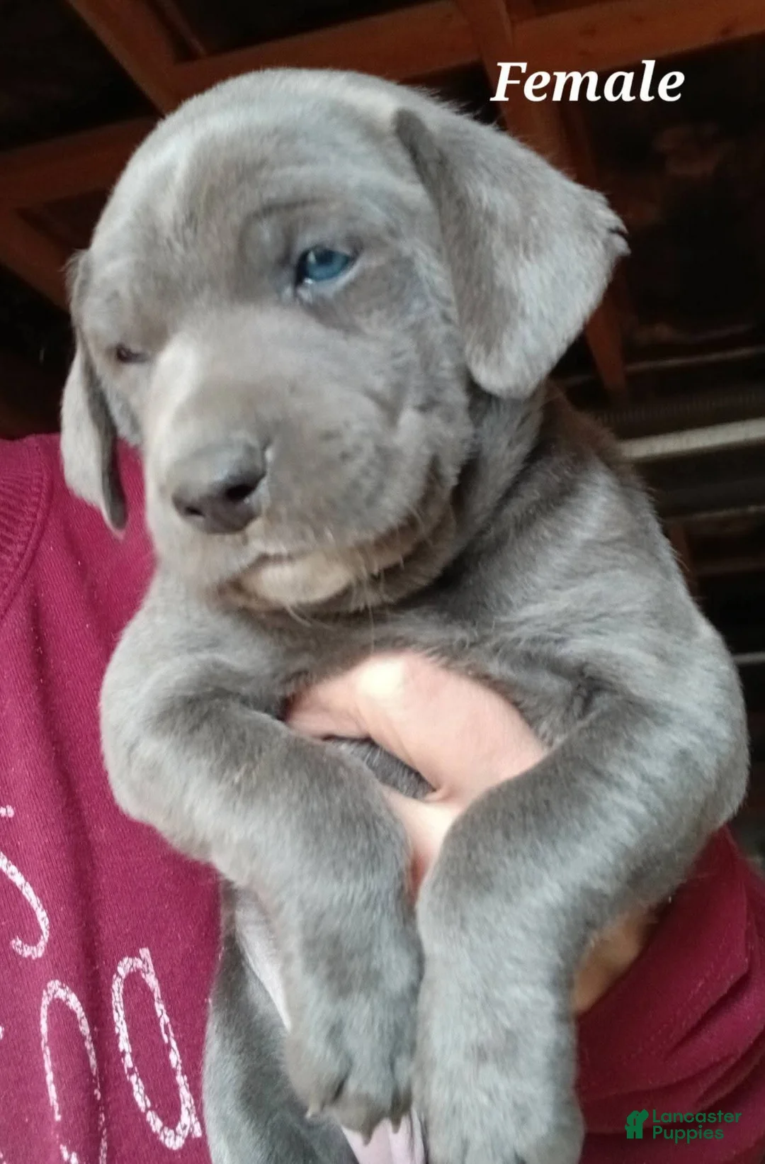 Mountain Cur dogs for sale: Mountain Cur Puppy 6 - Ad 1