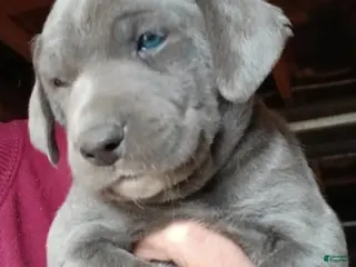 Mountain Cur dogs Mountain Cur Puppy 6 - Ad 2