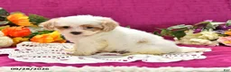 Shihpoo dogs for sale: Julietta - Ad 4