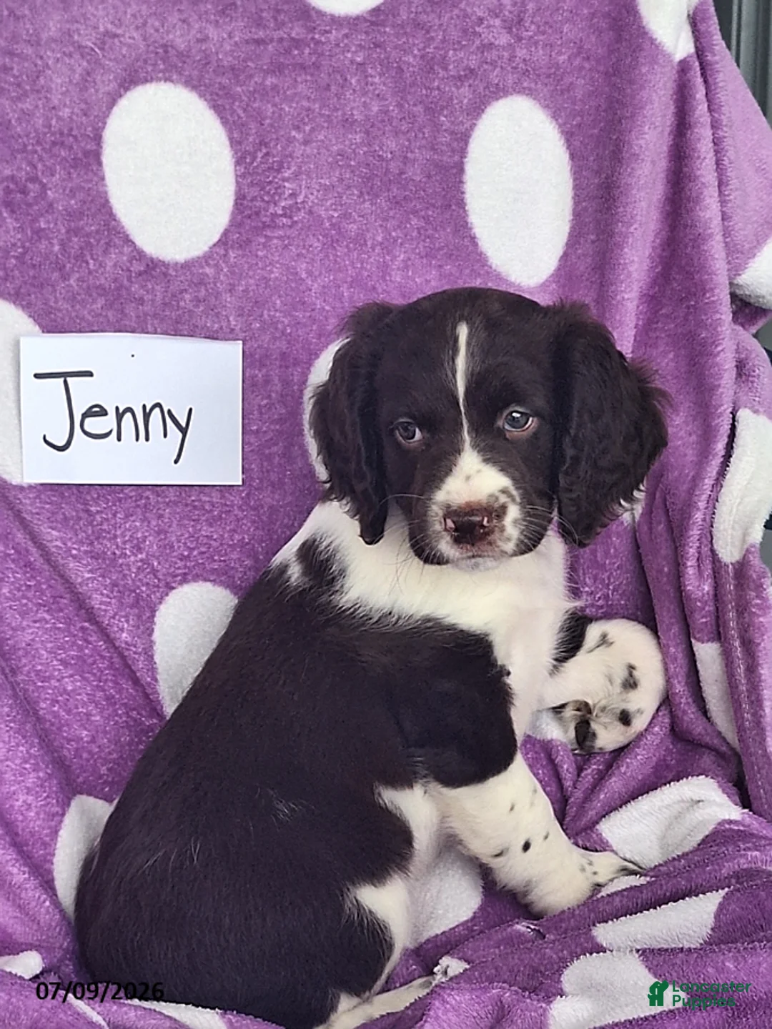 English Springer Spaniel dogs for sale: Jenny - Ad 1
