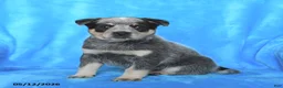 Australian Cattle Dog dogs for sale: Jade - Ad 2
