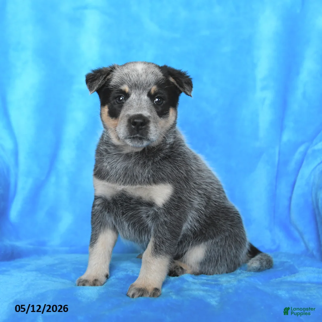 Australian Cattle Dog dogs for sale: Jade - Ad 2