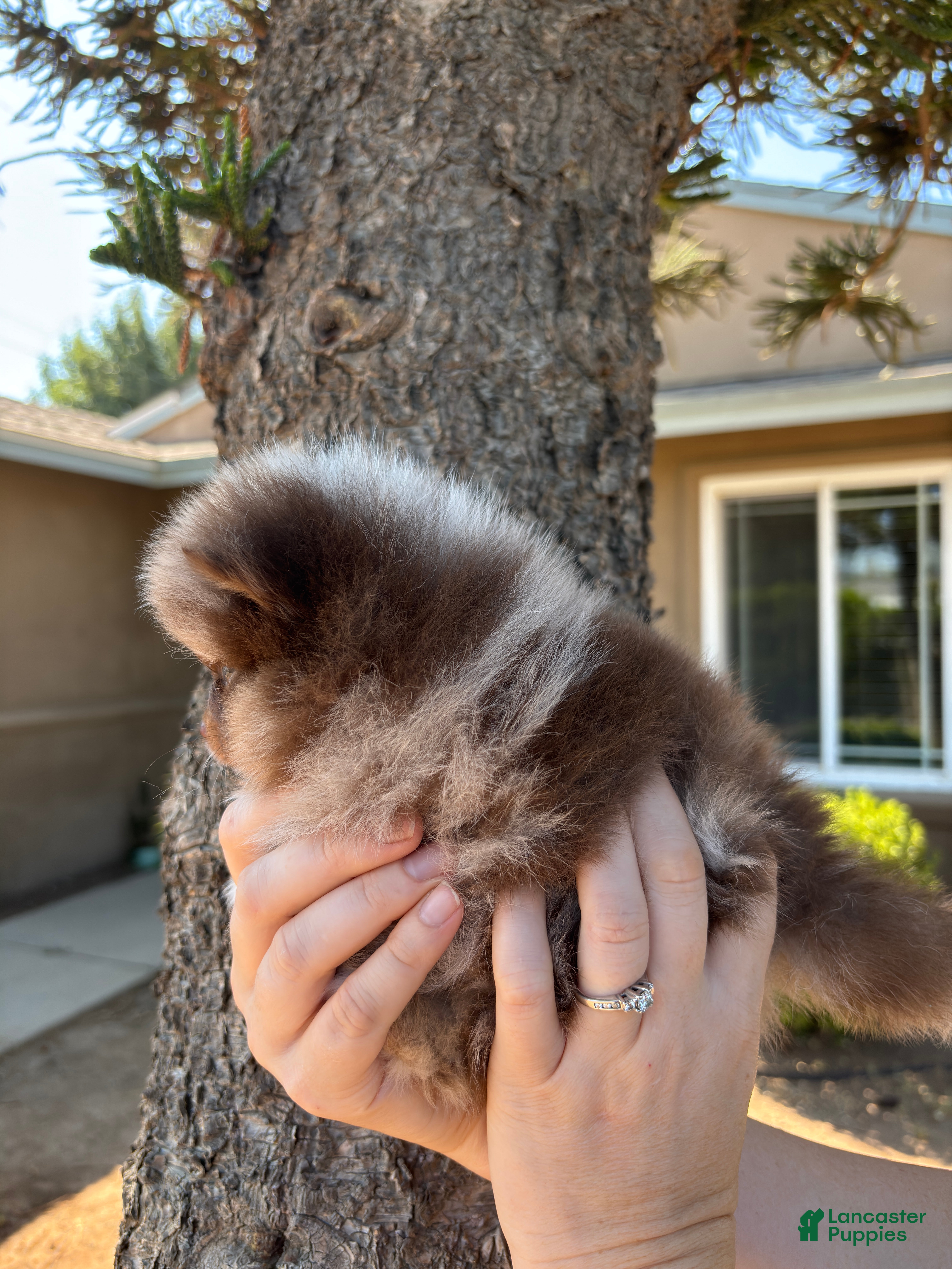 Pomeranian dogs Chocolate merle - Ad 1