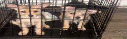 Yorkshire Terrier dogs for sale: Yorkshire Terrier Puppy 1 - Ad 2