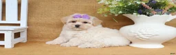 Maltipoo dogs for sale: Gwen - Ad 3