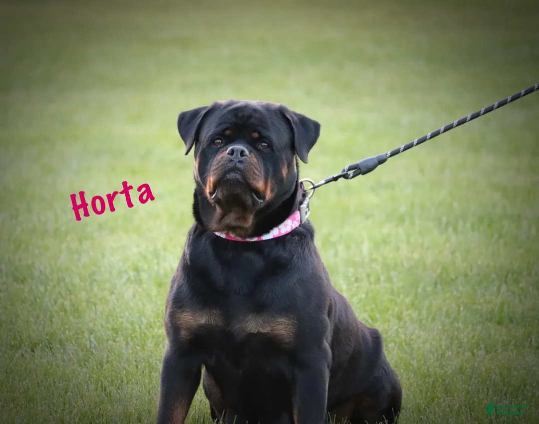 Rottweiler dogs for sale: Simba - Ad 11