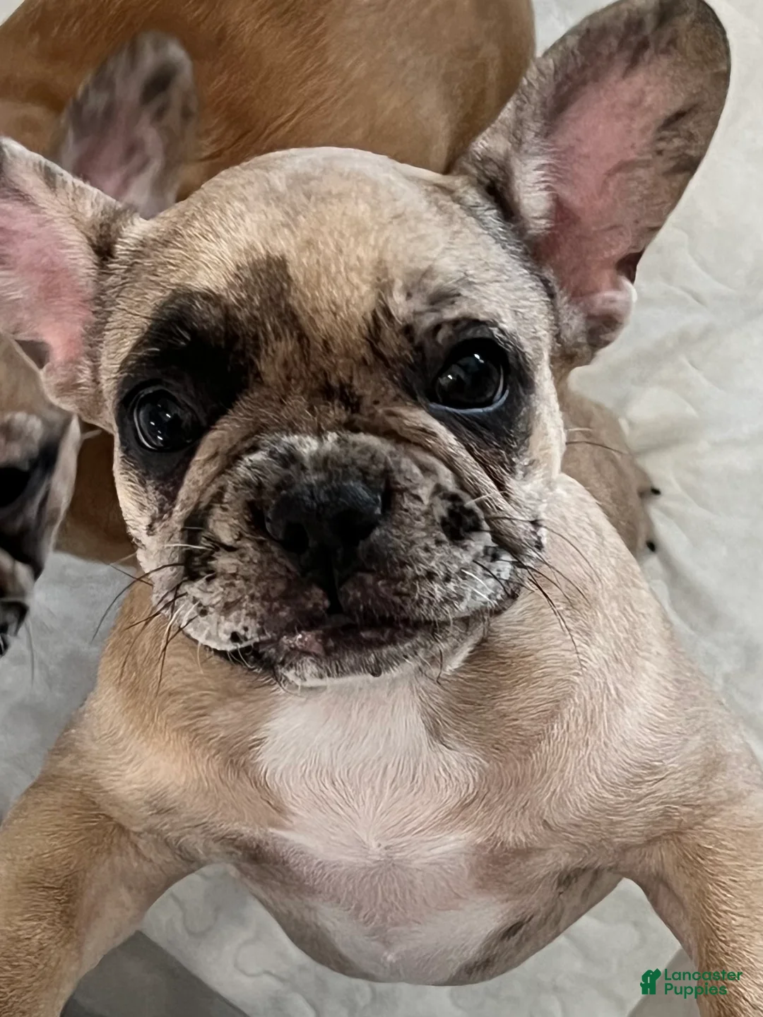 French Bulldog dogs for sale: Grace - Ad 3