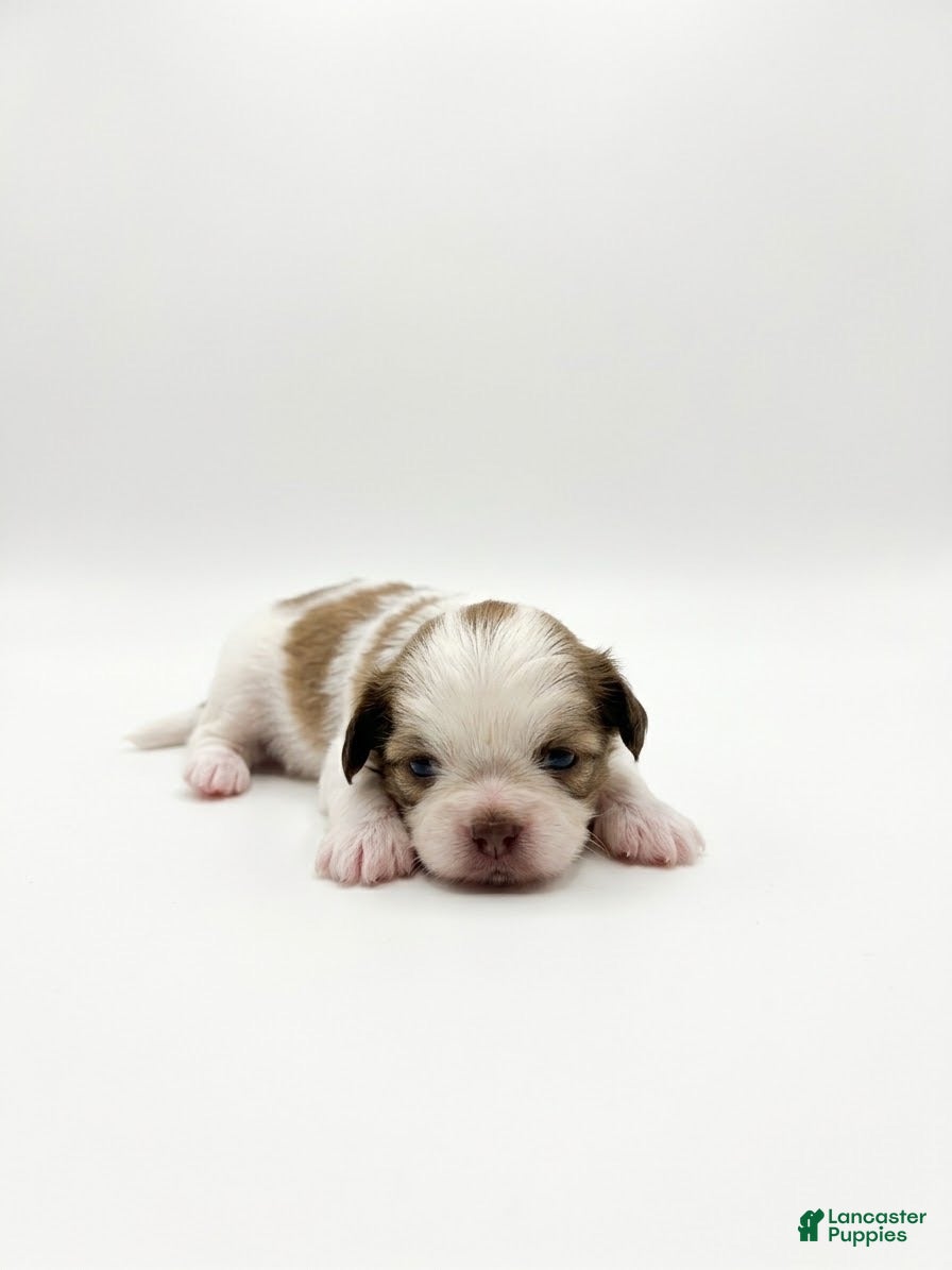 Shih Tzu dogs for sale: Princess Chloe  - Ad 1