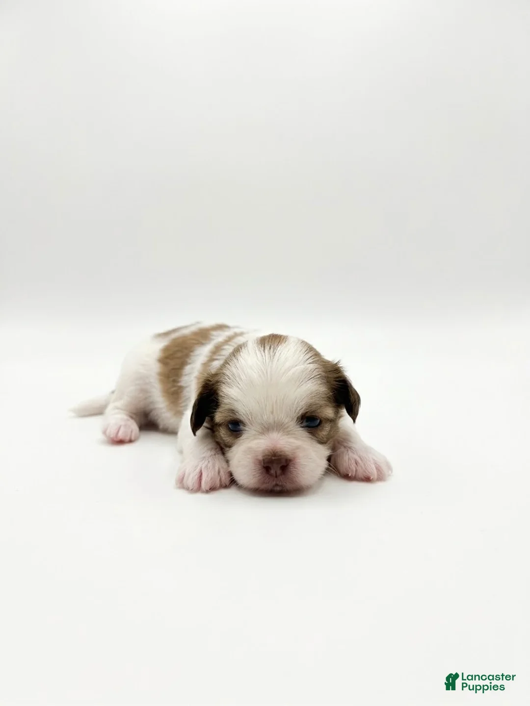 Shih Tzu dogs for sale: Princess Chloe  - Ad 1