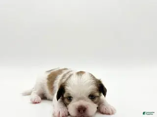 Shih Tzu dogs Princess Chloe - Ad 34