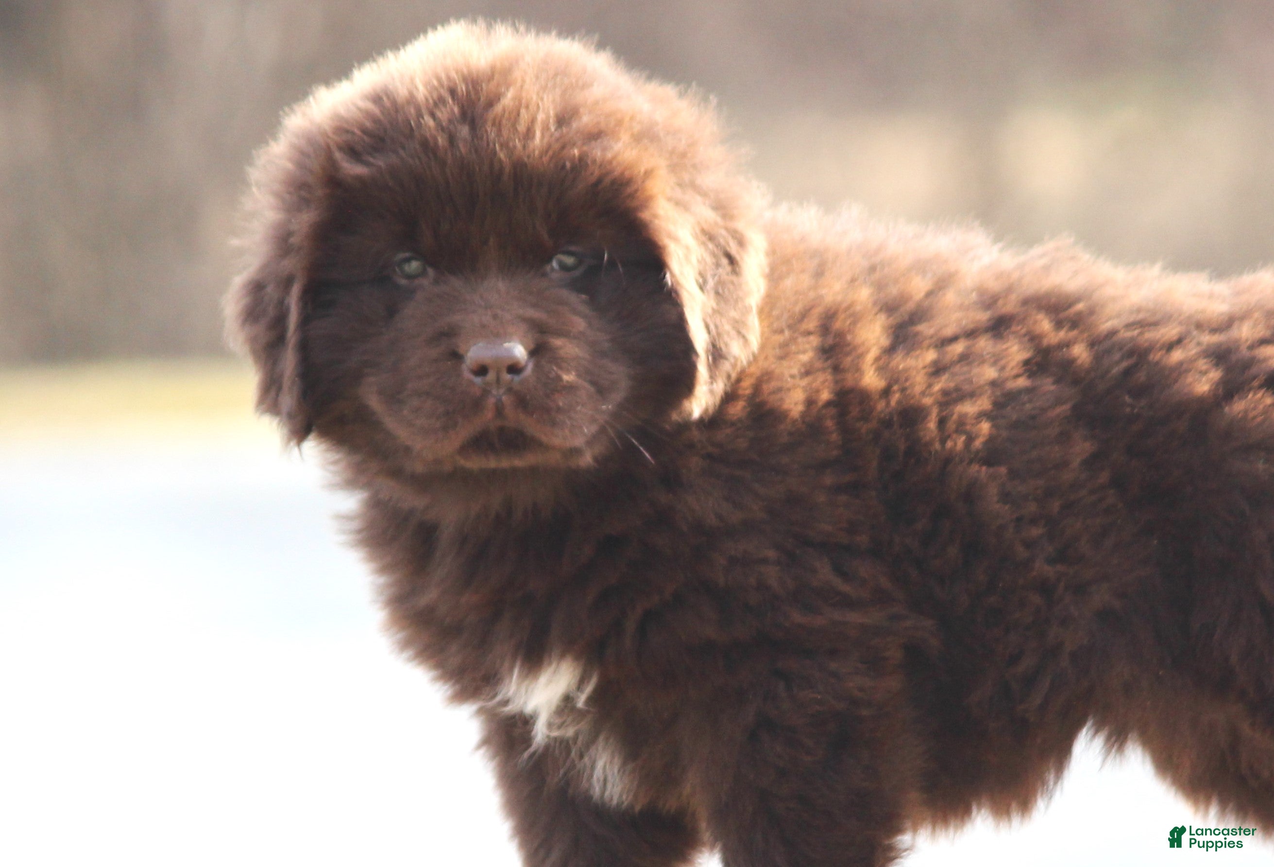 Newfoundland dogs Paisley - Ad 41