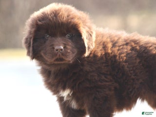 Newfoundland dogs Paisley - Ad 41