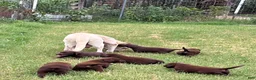 Labrador Retriever dogs for sale: Labrador Retriever 2 - Ad 6